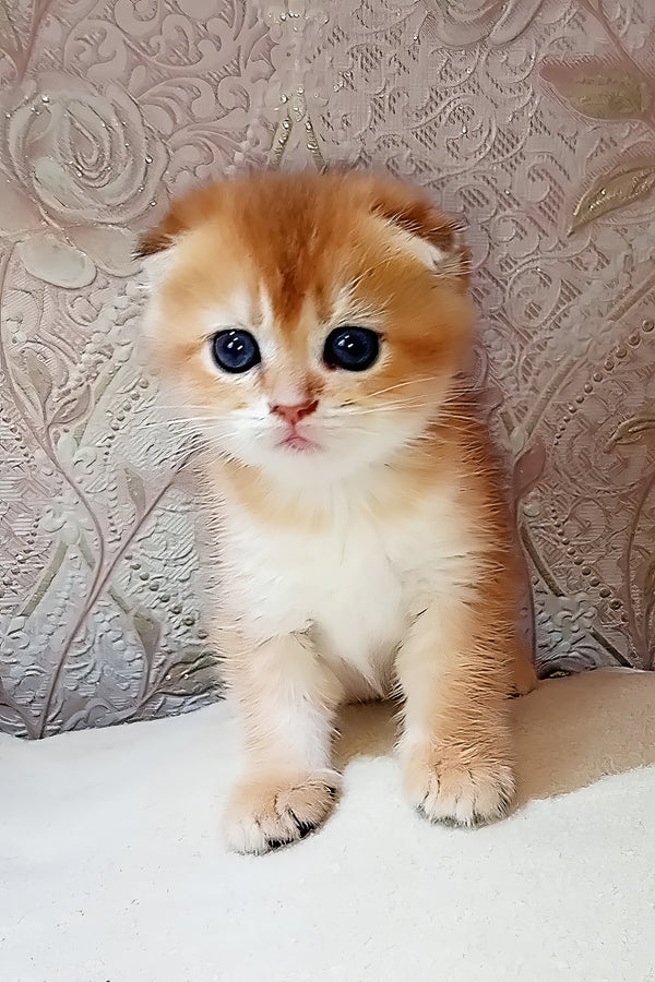 Sam | Scottish Fold Kitten