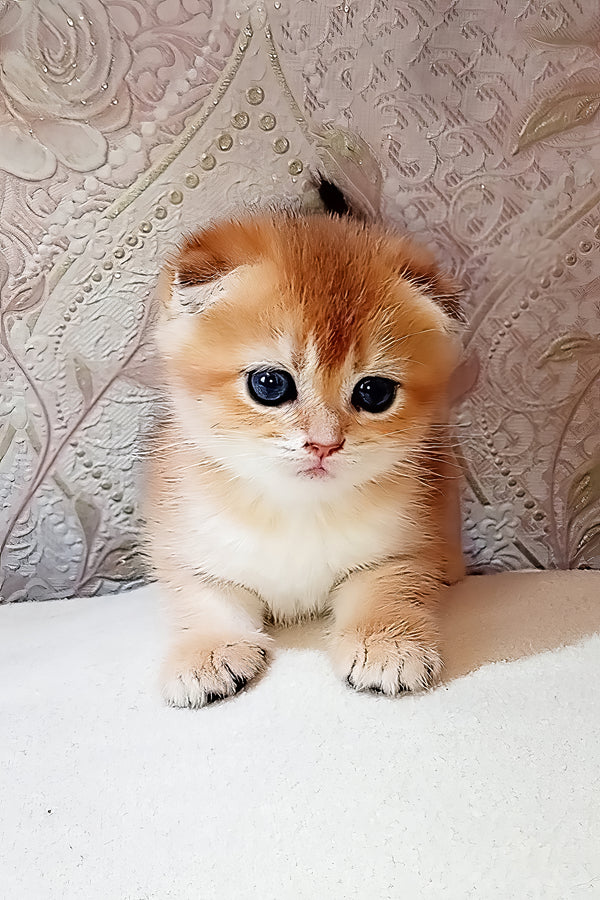 Sam | Scottish Fold Kitten
