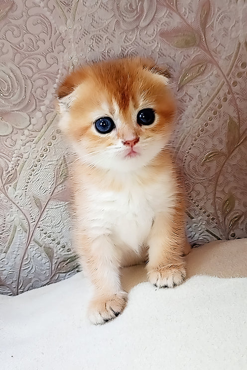 Sam | Scottish Fold Kitten