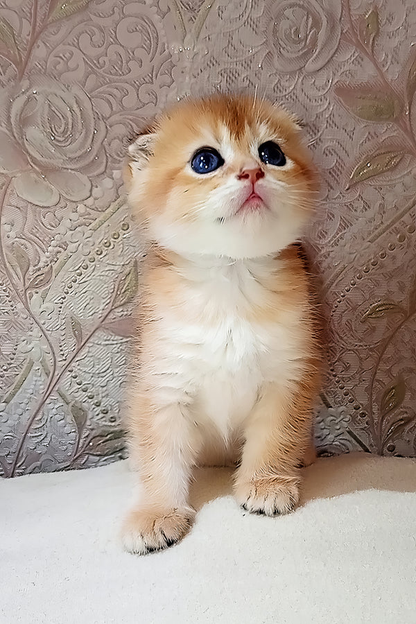 Sam | Scottish Fold Kitten