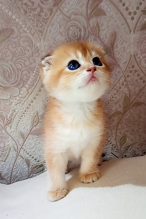 Sam | Scottish Fold Kitten