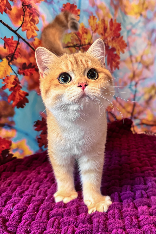 Sam | British Shorthair Kitten