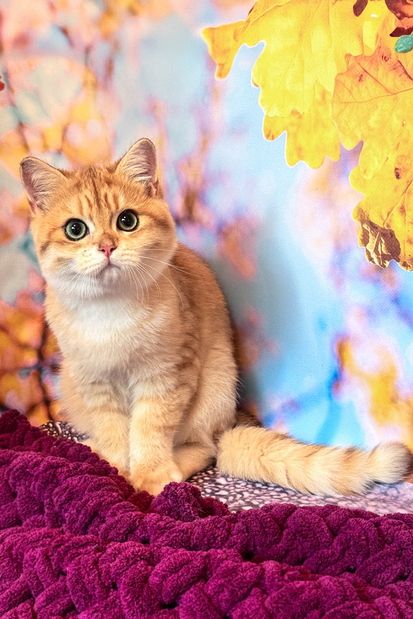 Sam | British Shorthair Kitten