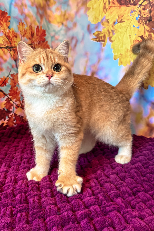 Sam | British Shorthair Kitten