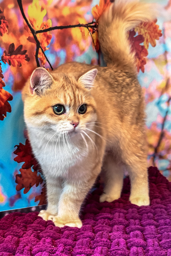 Sam | British Shorthair Kitten