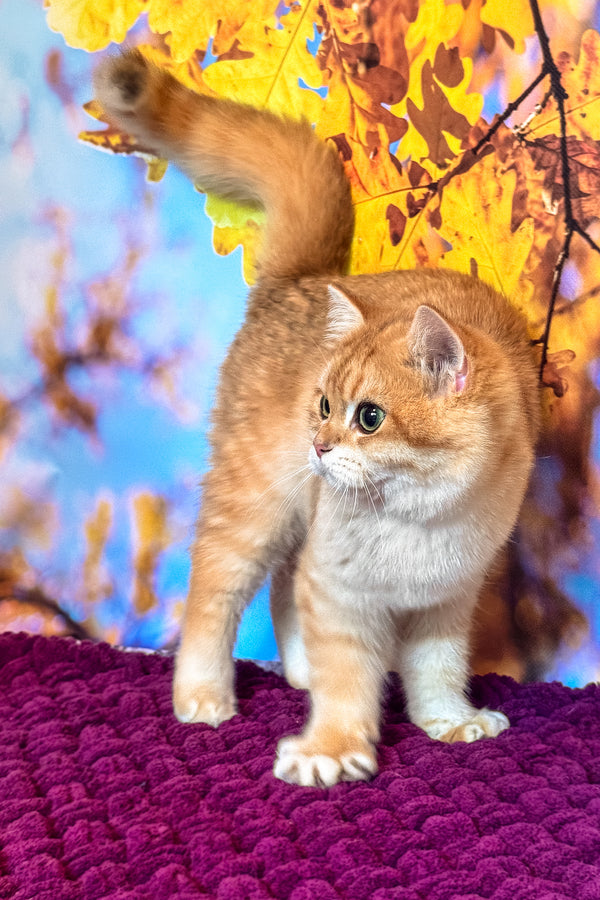 Sam | British Shorthair Kitten