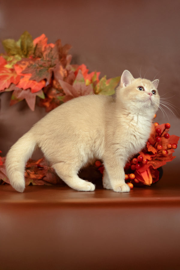 Samantha | British Shorthair Kitten