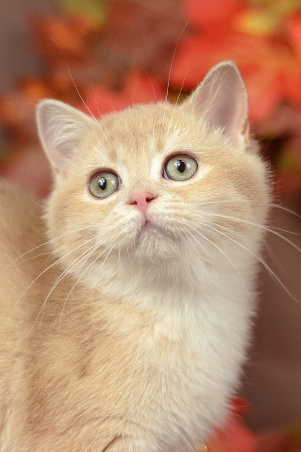 Samantha | British Shorthair Kitten