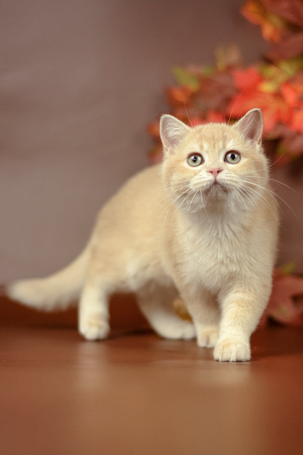 Samantha | British Shorthair Kitten
