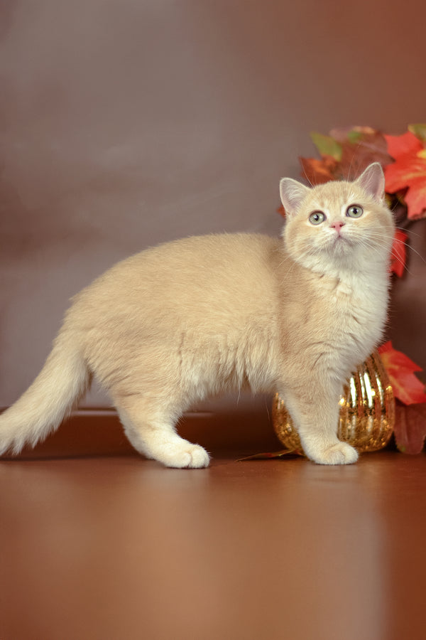 Samantha | British Shorthair Kitten