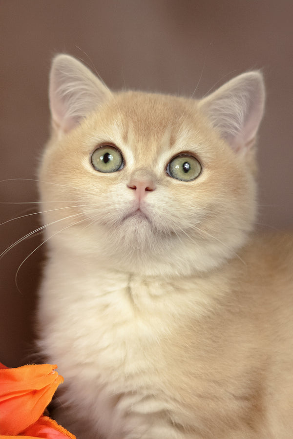 Samantha | British Shorthair Kitten