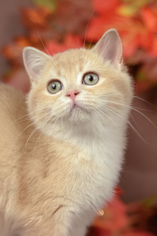 Samantha | British Shorthair Kitten