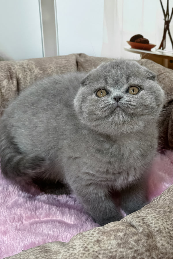 Samara | Scottish Fold Kitten