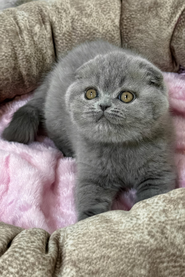 Samara | Scottish Fold Kitten