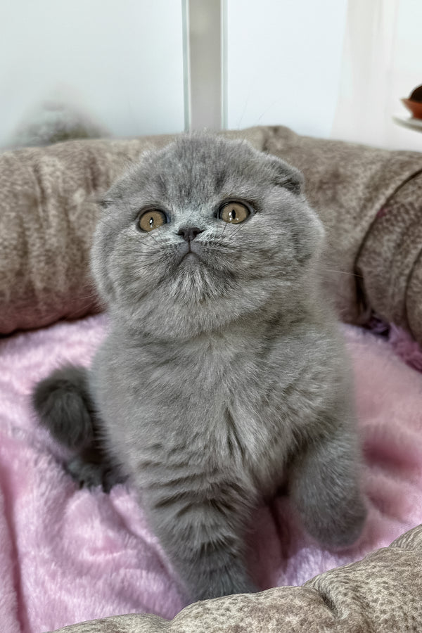 Samara | Scottish Fold Kitten