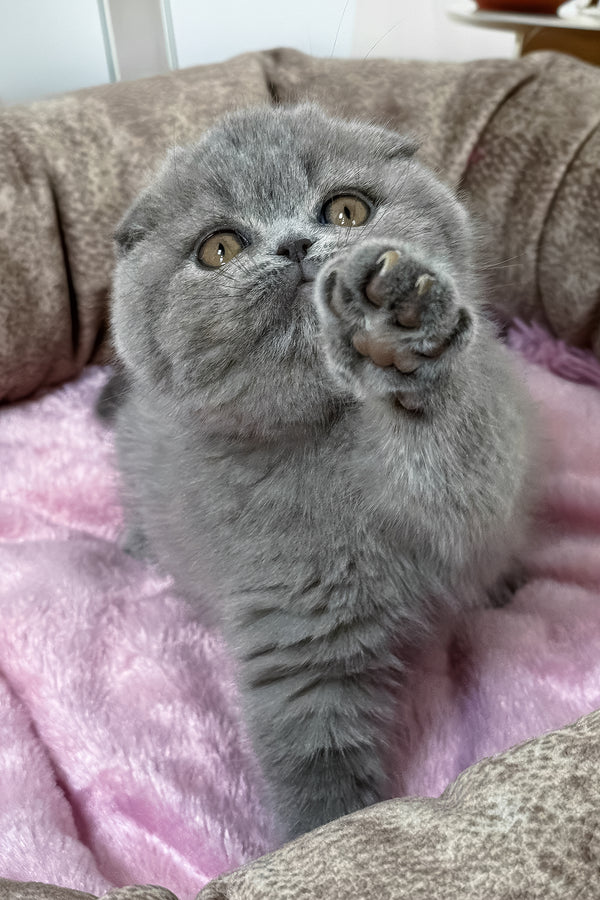 Samara | Scottish Fold Kitten