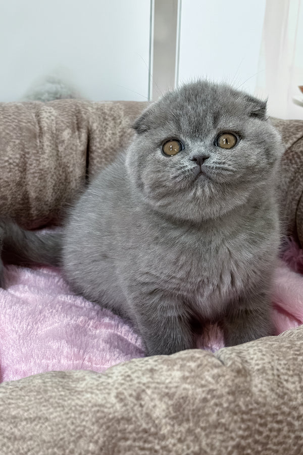 Samara | Scottish Fold Kitten