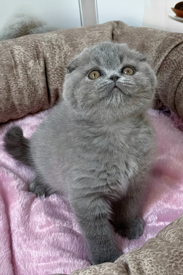 Samara | Scottish Fold Kitten