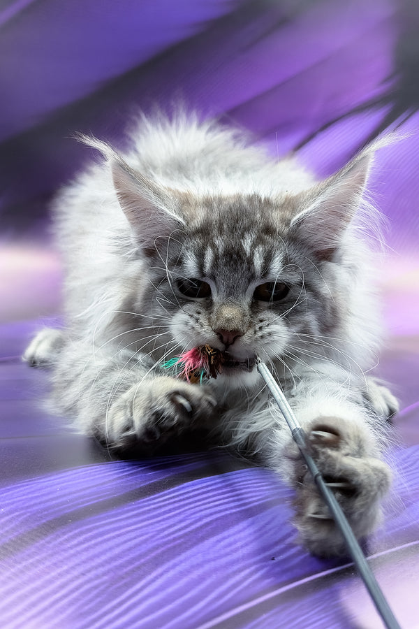 Samira | Maine Coon Kitten