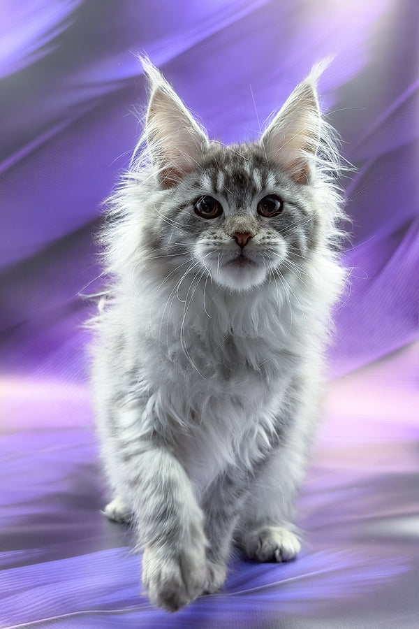 Samira | Maine Coon Kitten