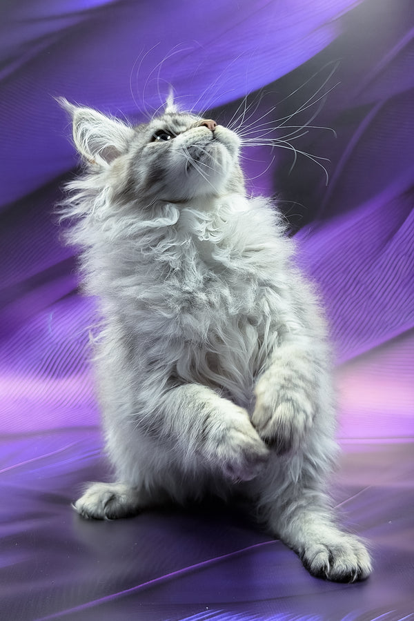 Samira | Maine Coon Kitten
