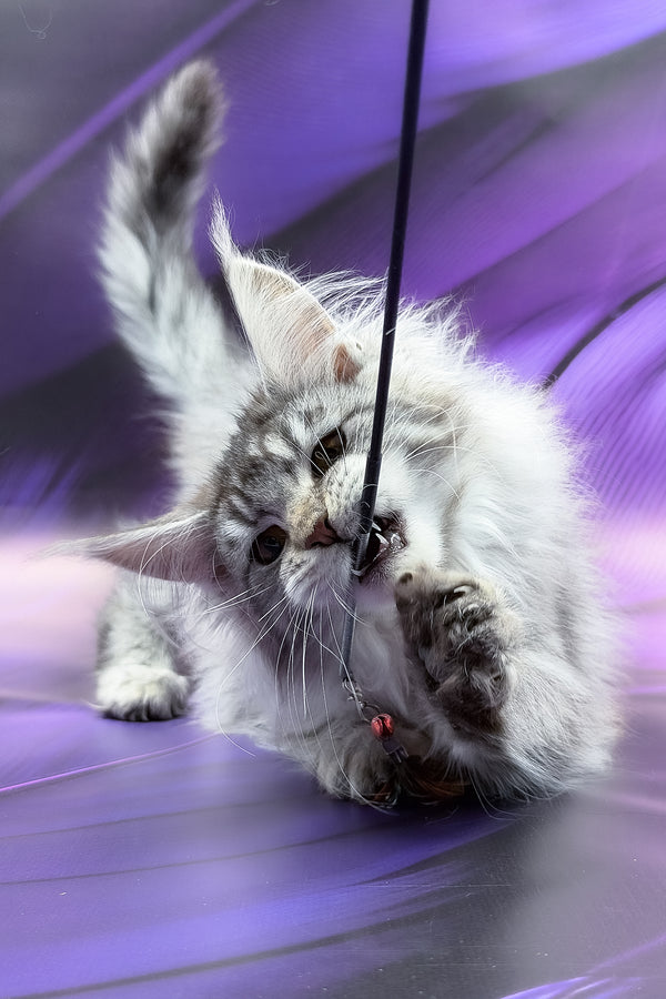 Samira | Maine Coon Kitten