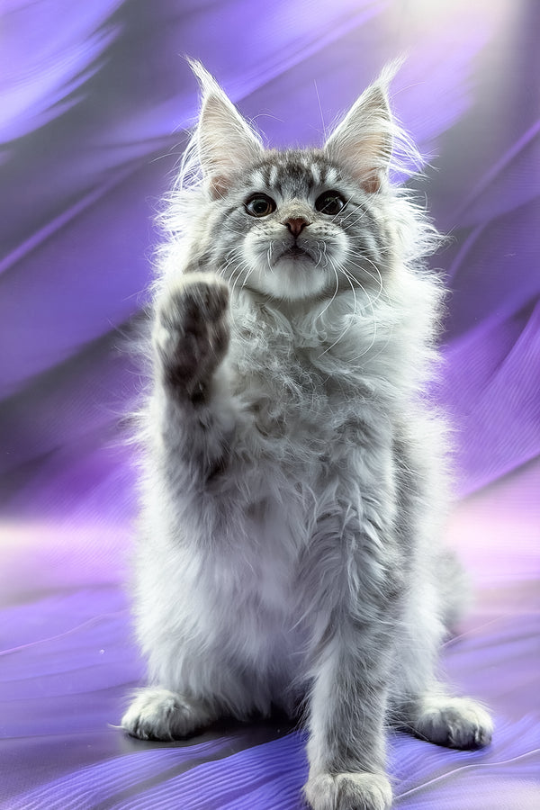 Samira | Maine Coon Kitten