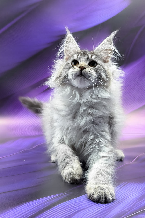 Samira | Maine Coon Kitten