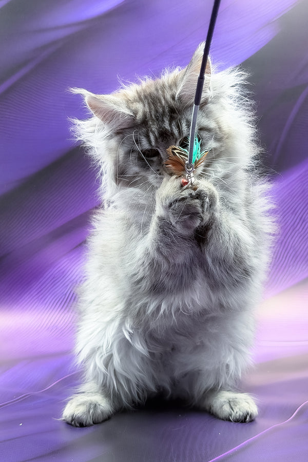 Samira | Maine Coon Kitten