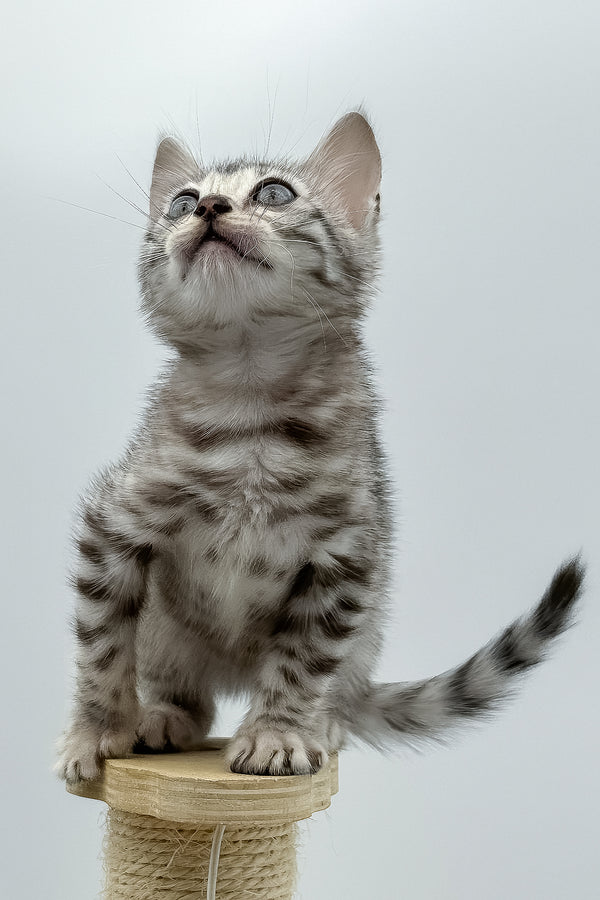 Sandy | Bengal Kitten