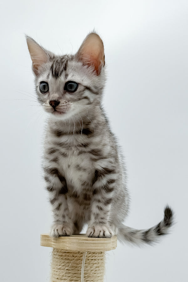 Sandy | Bengal Kitten