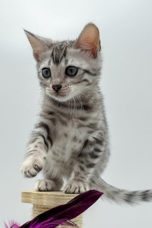 Sandy | Bengal Kitten