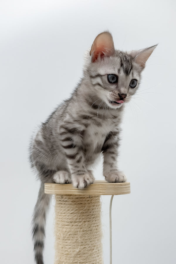 Sandy | Bengal Kitten