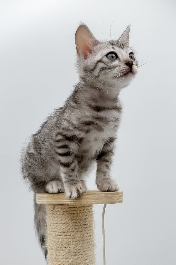 Sandy | Bengal Kitten