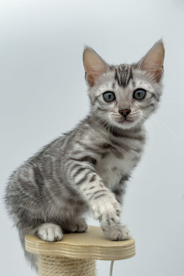 Sandy | Bengal Kitten