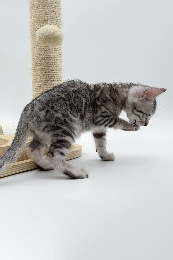 Sandy | Bengal Kitten