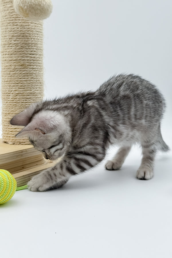 Sandy | Bengal Kitten
