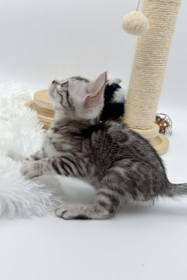 Sandy | Bengal Kitten