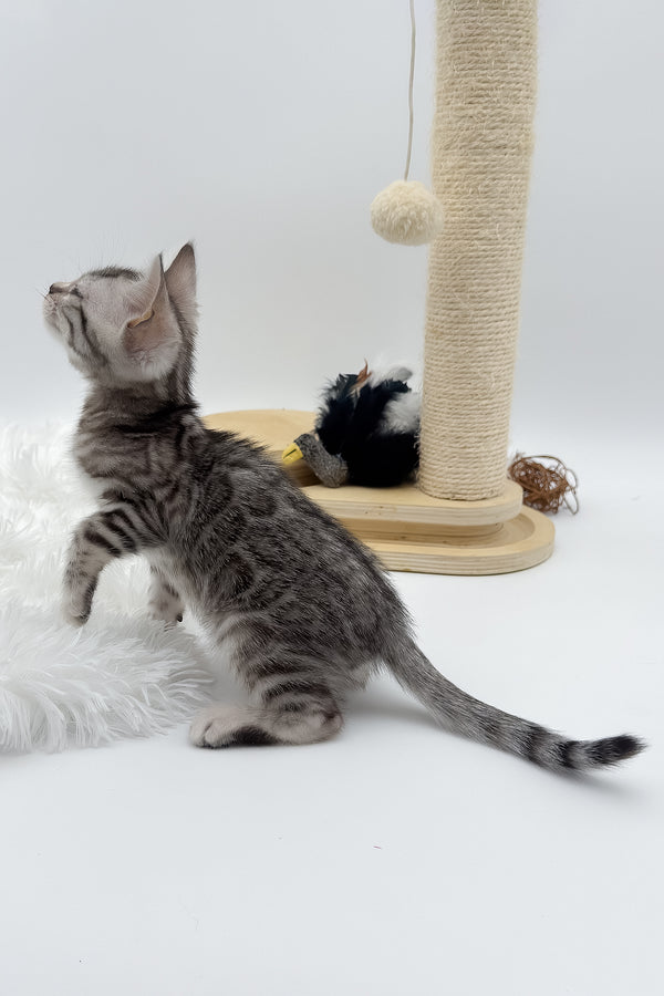 Sandy | Bengal Kitten