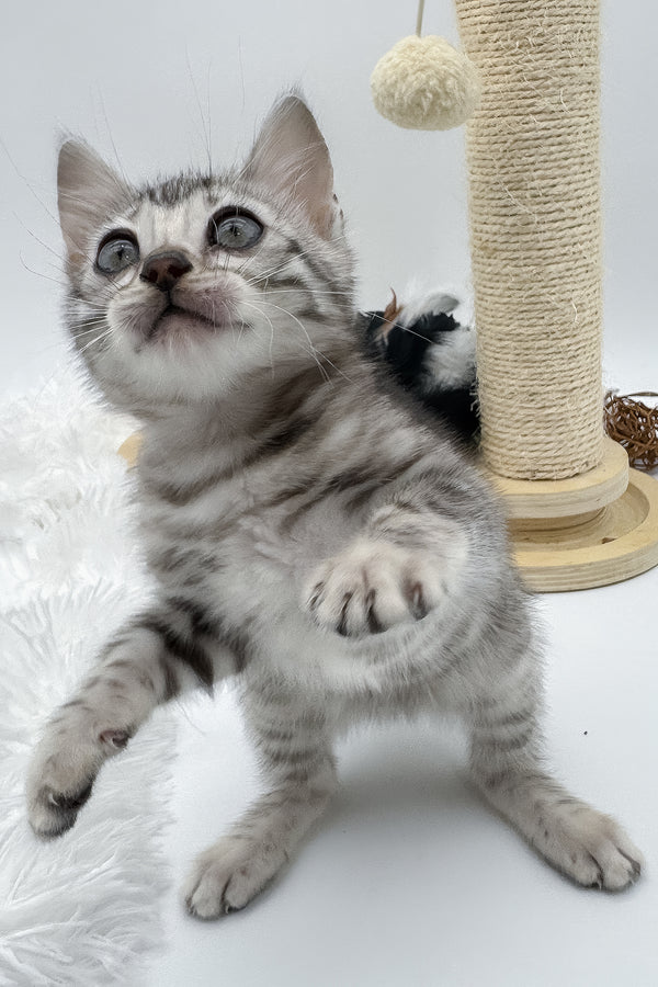 Sandy | Bengal Kitten