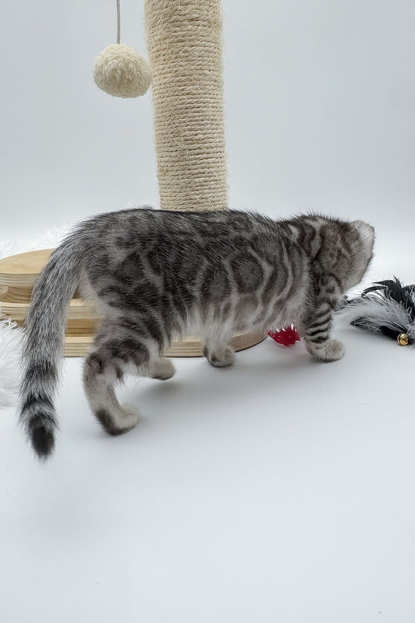 Sandy | Bengal Kitten