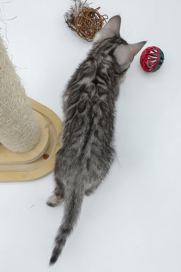 Sandy | Bengal Kitten