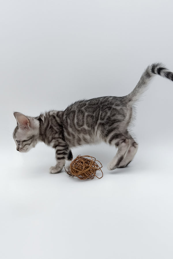 Sandy | Bengal Kitten