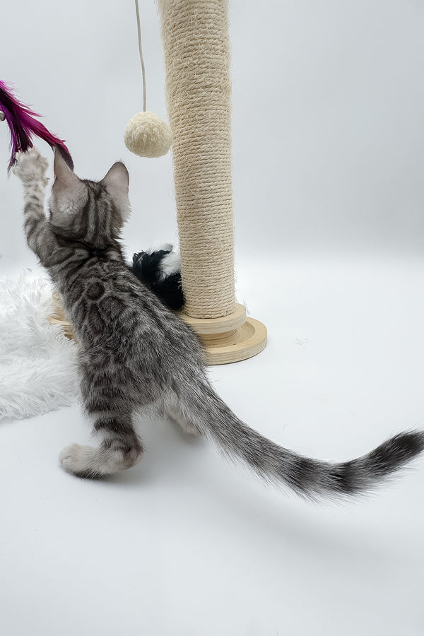 Sandy | Bengal Kitten