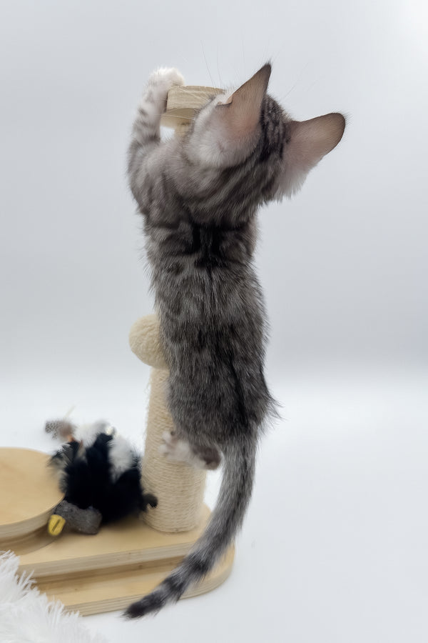 Sandy | Bengal Kitten