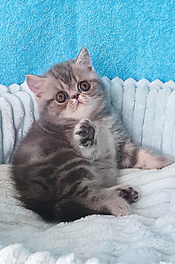 Sapphire | Exotic Shorthair Kitten