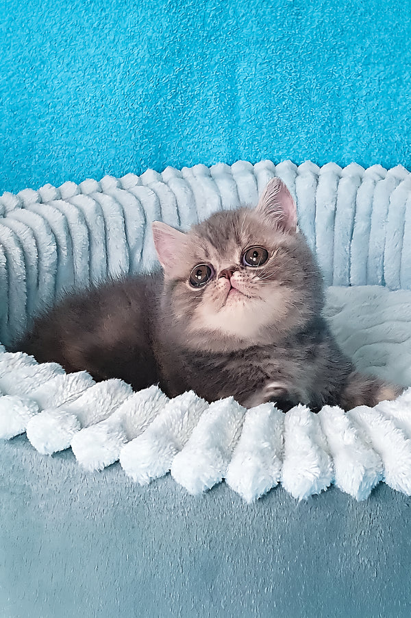 Sapphire | Exotic Shorthair Kitten