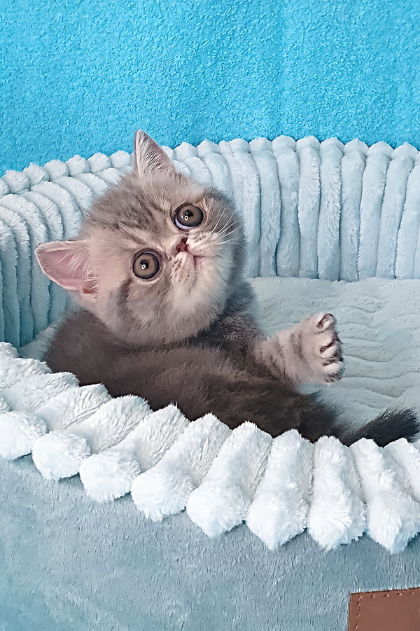 Sapphire | Exotic Shorthair Kitten