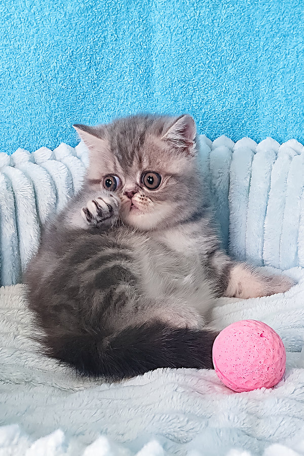Sapphire | Exotic Shorthair Kitten
