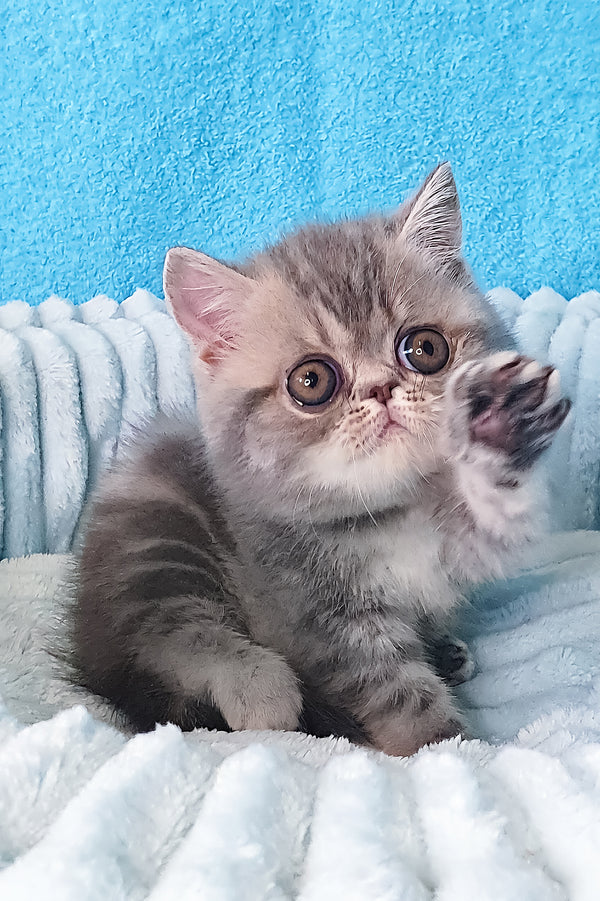 Sapphire | Exotic Shorthair Kitten